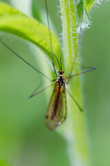 Colorful mosquito on grass