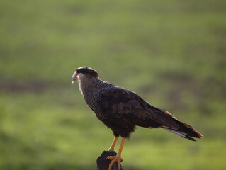 Closeup of Crested Caracara (Caracara plancus) Pantanal, Brazil.