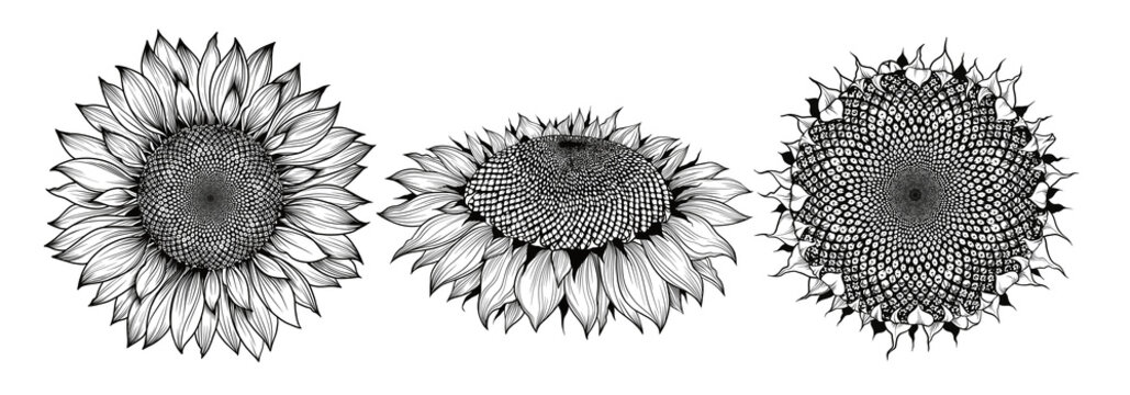 Sunflower flower black and white graphics side view, full face and profile close-up, isolated on a white background, linocut, realistic drawing, line art. Seeds and petals Agriculture, sunflower seeds
