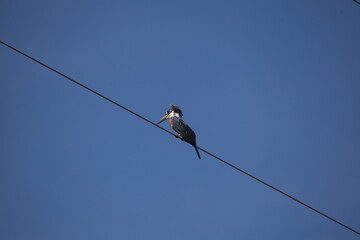 Closeup of colorful Ringed Kingfisher (Megaceryle torquata) sitting on wire Pantanal, Brazil.