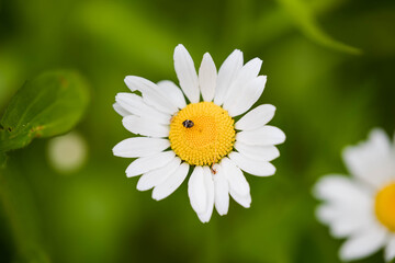 Tiny fly on white flower - Macro