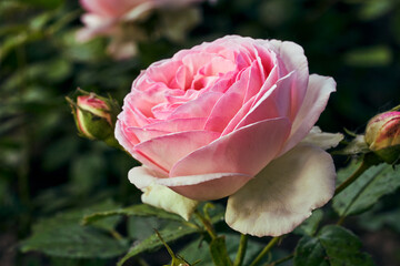 Photo of a beautiful fresh pink rose close-up