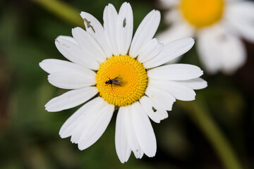 Fototapeta premium Tiny fly on white flower - Macro