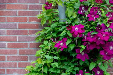 Selective focus of purple flowers creeping on the brick wall, Clematis patens is a species of perennial plant in the genus Clematis in the Ranunculaceae family, Nature floral background.