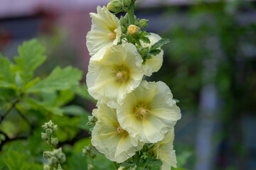 Selective focus of flower in the garden, Alcea rosea or common hollyhock is an ornamental plant in the family Malvaceae, White yellow flowers with green leaves, Nature floral background.