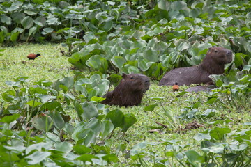 Family of Capybara (Hydrochoerus hydrochaeris) bathing in green water with birds Pantanal, Brazil