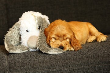 Beautiful and cute red golden English Cocker Spaniel puppy sleeping with the white Teddy bear on the sofa.