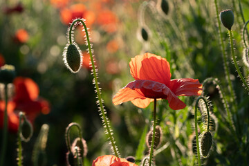 Poppy flowers