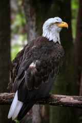 american bald eagle