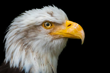 american bald eagle