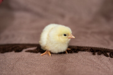Small beautiful fluffy newborn chicks.
