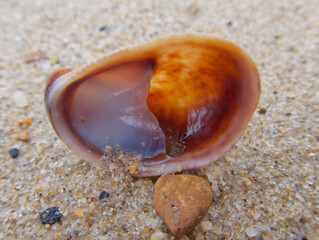 Seashell on sand