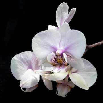 white orchid on black