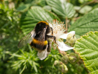 Bee on a flower
