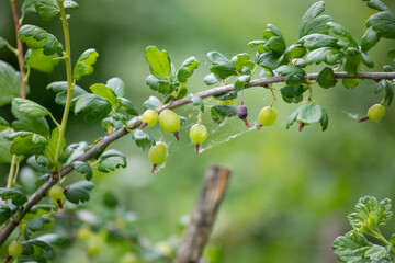 Green gooseberry with fruits in a web. Growing berries in the garden.