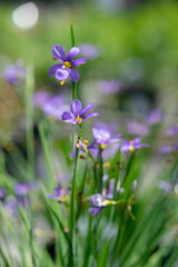 flowers in the field