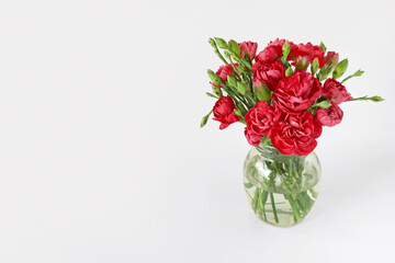 Bouquet of red or crimson carnations in little glass vase on light white background. Women's Day. Mother's Day. Grandma Day. Happy Birthday. Easter. Valentine's Day. Greeting card with place for text.
