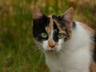 Portrait of calico cat in the grass, Poland