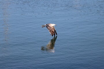 A lot young seagull is flying above the ocean with reflections in the sea