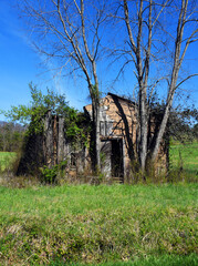 Home in Ruins and Imprisoned by Trees