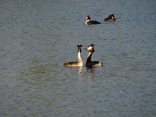 close up Great Crested Grebe Podiceps cristatus