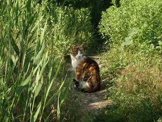 cat in reeds on the path