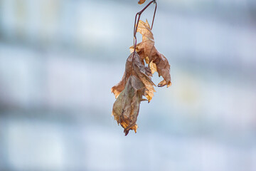 El otoño en casa