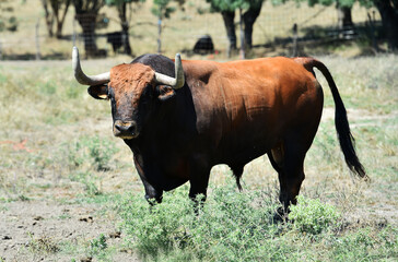 toro español con grandes cuernos