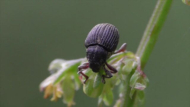 Ampfer-Dicknase (Rhinoncus pericarpius) 