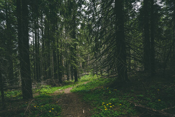 Obraz premium Pietrele Albe - Vladeasa - Amazing rock formation in Romania - Apuseni