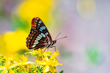 Lorquin's Admiral Butterfly on Yellow Flower