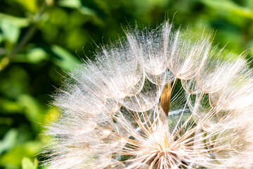 Detail of Wild Dandelion Parachute Seeds Prior to Launch