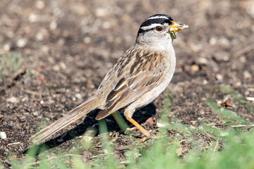 White-Crowned Sparrow With a Beakful of Food 