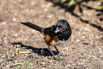 Handsome Spotted Towhee Collect Seeds 