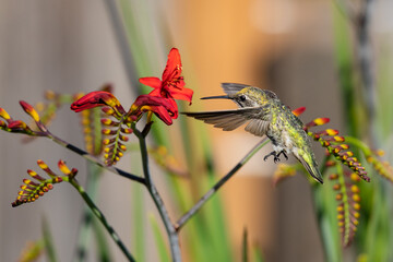 Female Anna's Hummingbird Feeding on Briliant Crocosmia Flowers 
