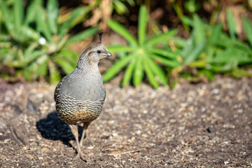Regal Looking Female California Quail 