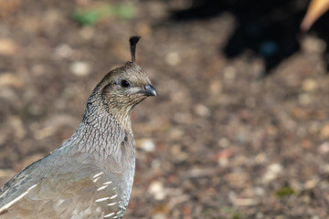Regal Looking Female California Quail 
