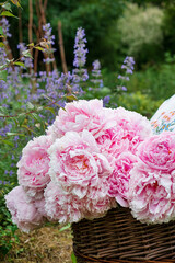 pink peonies in the basket © Maksim Shebeko