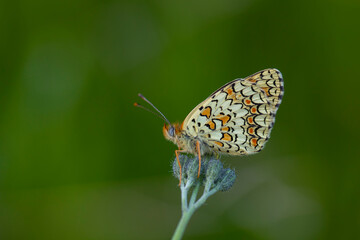 Closeup of a knapweed fritillary, Melitaea phoebe, butterfly resting and pollinating in bright sunlight.