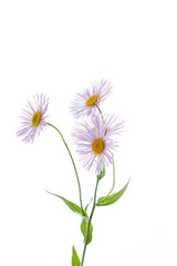daisy isolated on the white