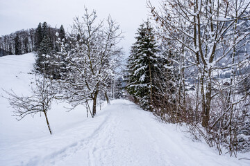 Snow covered trees - Muotathal, Switzerland