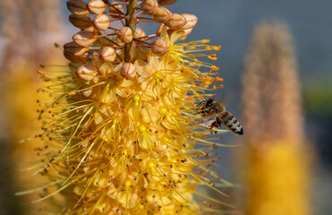 Pollinating Bee on Peach Foxtail Desert Candle Lily Flowers