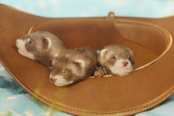 Three one month old ferret babies posing together for portrait
