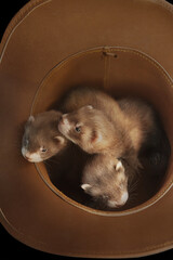 Three one month old ferret babies posing together for portrait