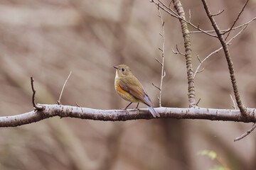 木の枝にとまるルリビタキ