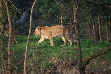 lion in the grass