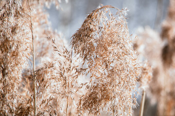 Dry reeds close up. Pampas grass on light background. Trendy soft fluffy plant. Reed seeds in...