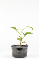 young tomato sprout at flower pot isolated on white background. domestic gardening concept. tomato seedling