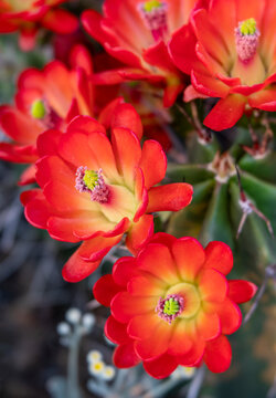 Vibrant Red Blooming Claret Cup Cactus Flowers