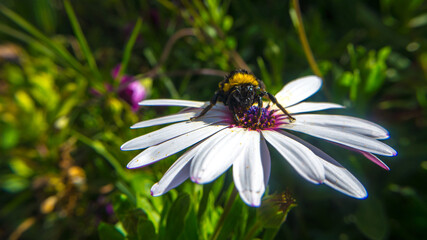 Tired bumblebee in on a white flower in a green plain meadow